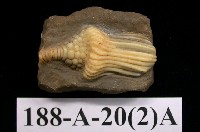 藏品(海百合)的圖片